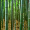 bamboo-3283987_1920