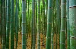 bamboo-3283987_1920