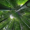 koreA BAMBù FOREST