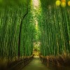kyoto BAMBù FOREST